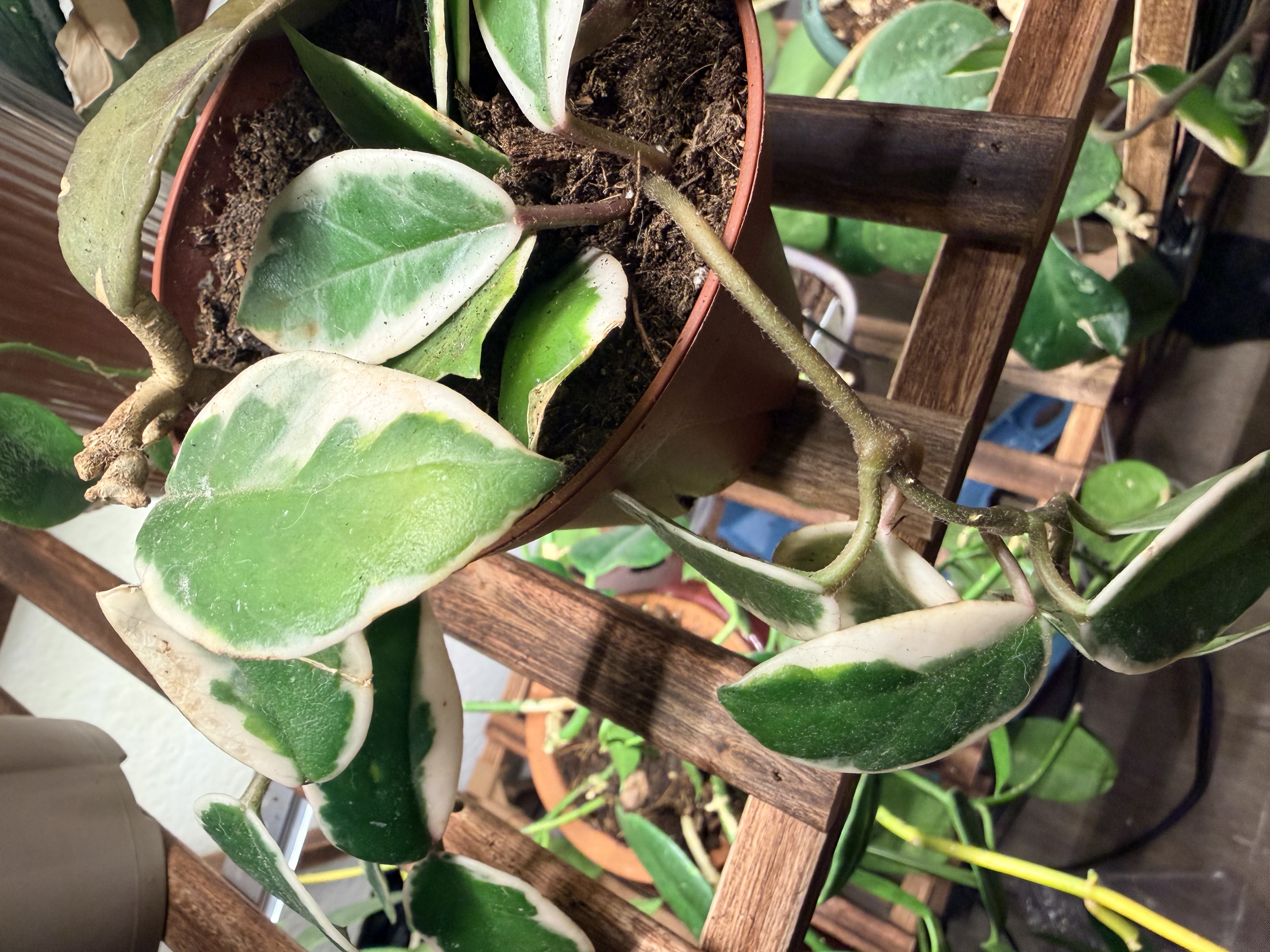 Hoya Carnosa leaves