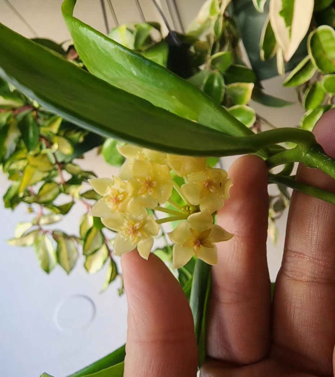 Hoya flowers