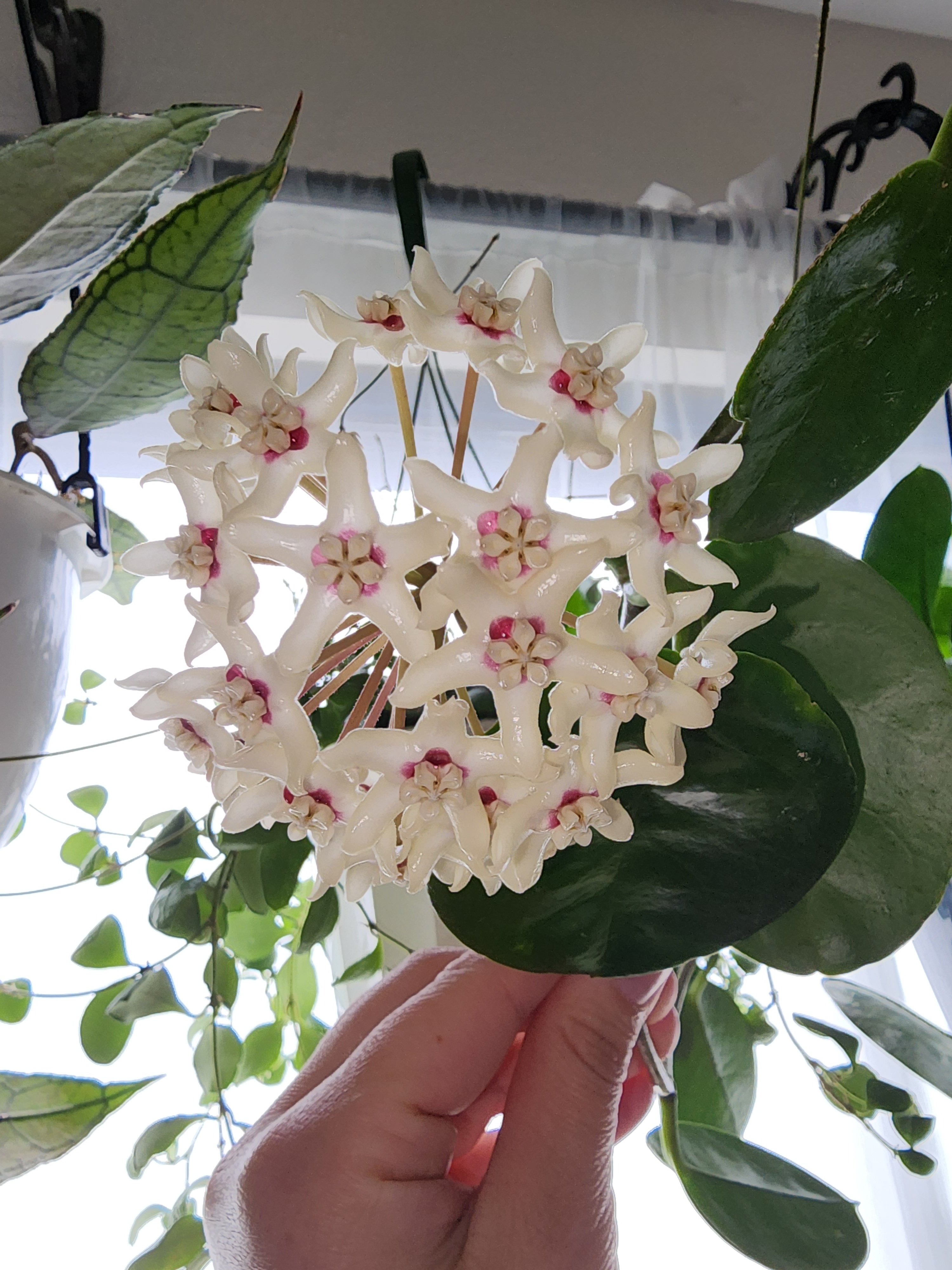 Hoya Australis flowers
