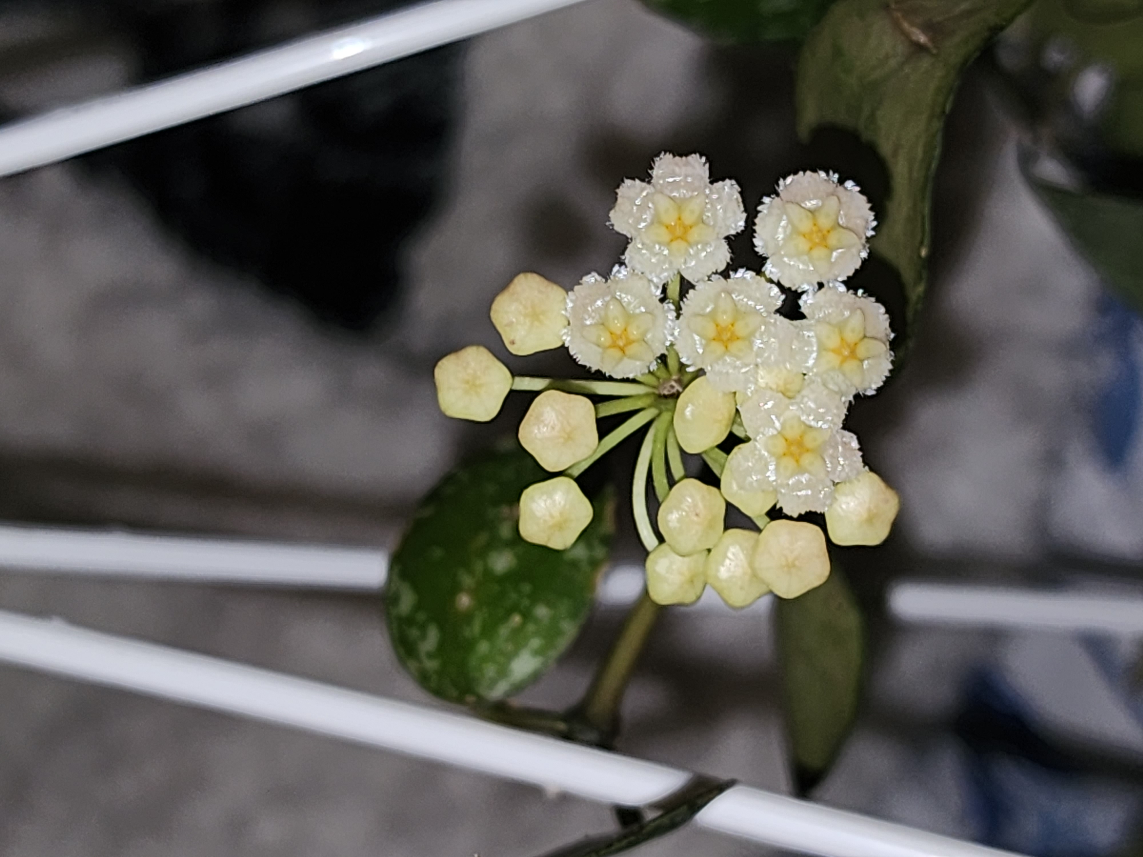 Hoya krohniana flowers