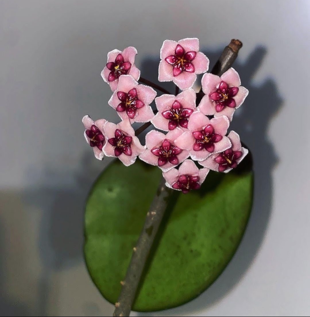 Hoya Obovata Flowers