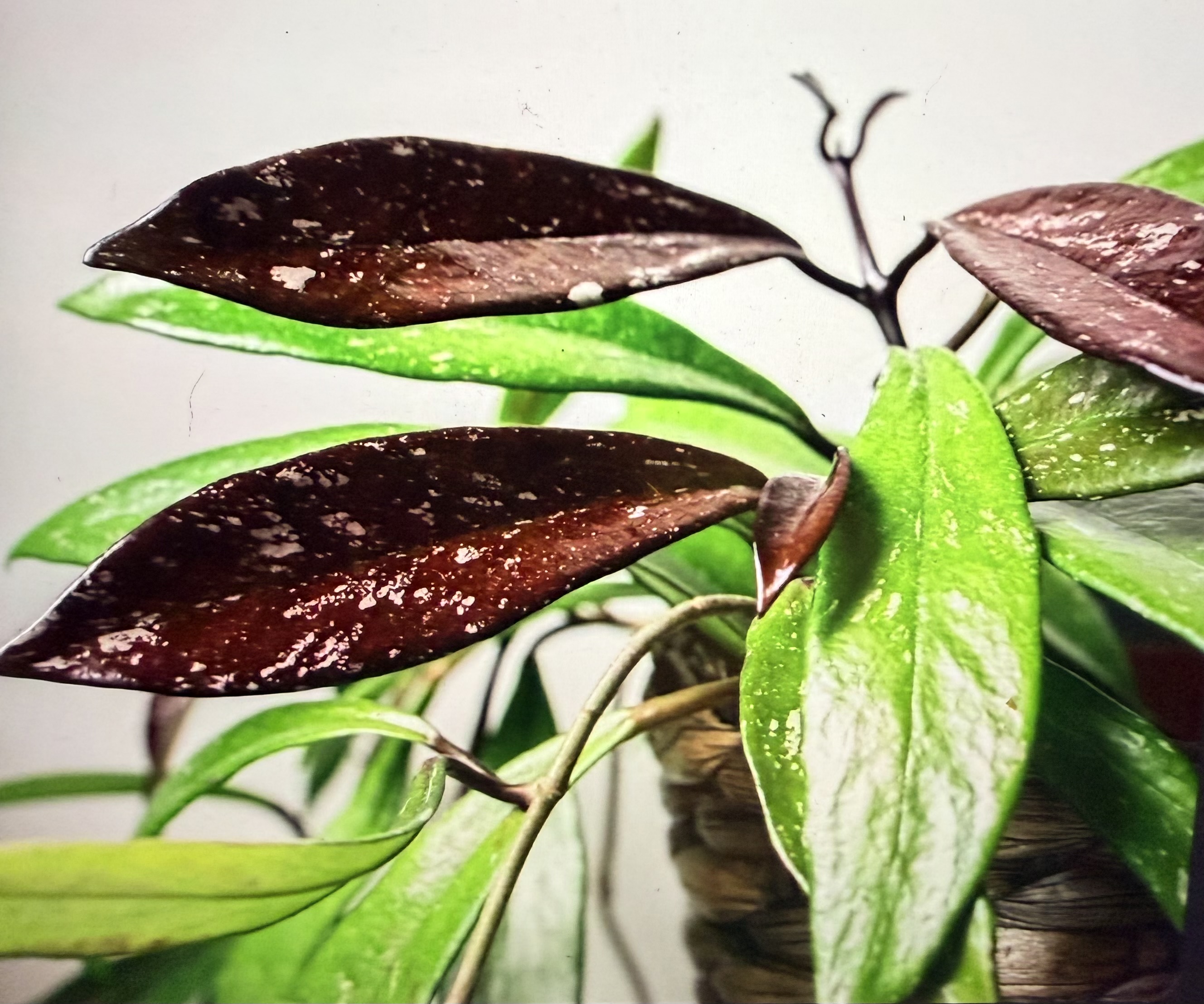 Hoya pubicalyx leaves