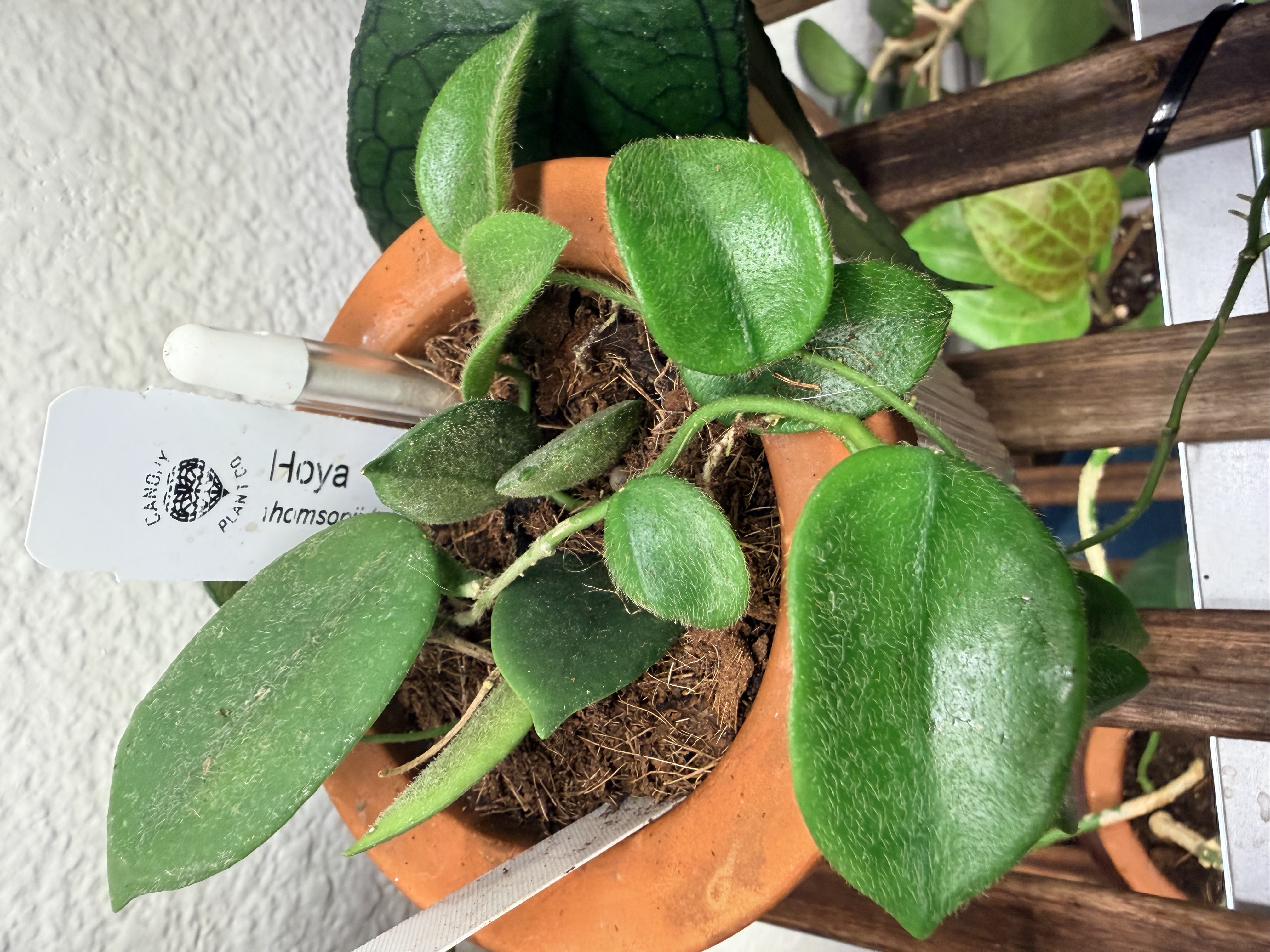 Hoya Thomsonii leaves